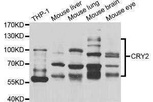 Western blot analysis of extracts of various cell lines, using CRY2 antibody (ABIN5974150) at 1/1000 dilution.