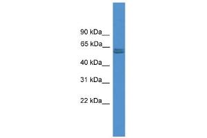 WB Suggested Anti-PKM2 Antibody Titration: 0. (PKM2 anticorps  (N-Term))