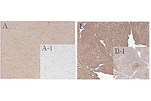 Immunohistochemical staining of mouse FTO using anti-FTO (mouse), mAb (FT62-6)  in mouse tissue (1:500 dilution, 200X).