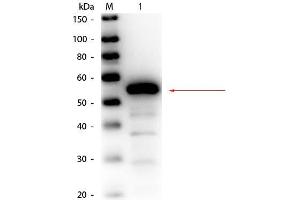 Western Blot of Rabbit anti-Esterase Antibody Biotin Conjugated. (Esterase anticorps  (Biotin))