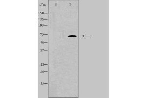 Western blot analysis of extracts from Jurkat cells, using ELF4 antibody.