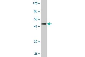 Western Blot detection against Immunogen (50.