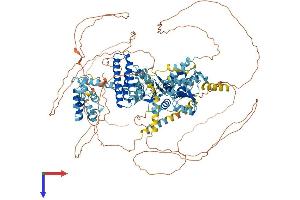 AlphaFold protein structure predicition of Human Recombinant RFC1 Protein, UniprotID P35251