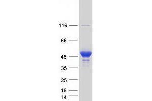 Validation with Western Blot