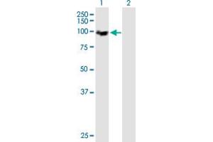 Western Blot analysis of MCM4 expression in transfected 293T cell line by MCM4 MaxPab polyclonal antibody.