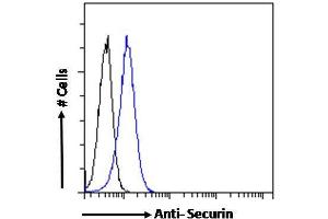 ABIN6391382 Flow cytometric analysis of paraformaldehyde fixed Jurkat cells (blue line), permeabilized with 0.
