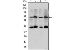 Western blot analysis using CRTC3 mouse mAb against Hela (1), Jurkat (2), Cos7 (3) and MCF-7 (4) cell lysate.