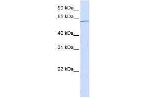 Karyopherin Alpha 5 antibody used at 1 ug/ml to detect target protein. (KPNA5 anticorps)