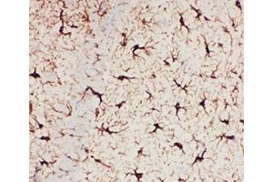 IHC-P: GFAP antibody testing of mouse brain tissue (GFAP anticorps  (AA 93-432))
