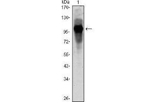 Western blot analysis using ARNTL mouse mAb against ARBTL-hIgGFc transfected HEK293 cell lysate.