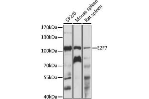Western blot analysis of extracts of various cell lines, using E2F7 antibody (ABIN7266877) at 1:1000 dilution.
