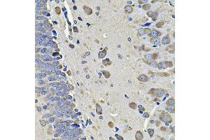 Immunohistochemistry of paraffin-embedded rat brain using EIF3C Antibody. (EIF3C anticorps  (AA 694-913))