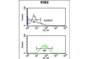 HHAT Antibody (N-term) (ABIN651694 and ABIN2840363) flow cytometric analysis of K562 cells (bottom histogram) compared to a negative control cell (top histogram).