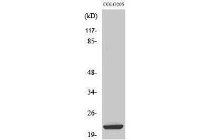 Western Blotting (WB) image for anti-Baculoviral IAP Repeat-Containing 7 (BIRC7) (Internal Region) antibody (ABIN3185584) (BIRC7 anticorps  (Internal Region))
