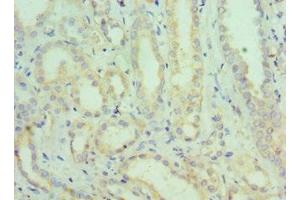 Immunohistochemistry of paraffin-embedded human kidney tissue using ABIN7168831 at dilution of 1:100 (SEMG1 anticorps  (AA 24-310))