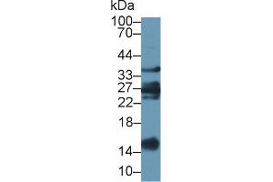 Western Blot; Sample: Caprine Liver lysate; Primary Ab: 1µg/ml Rabbit Anti-Ovine GAL1 Antibody Second Ab: 0. (LGALS1/Galectin 1 anticorps  (AA 2-135))
