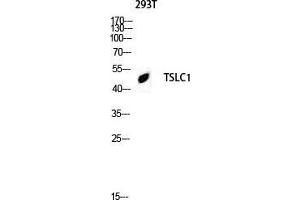 Western Blot (WB) analysis of 293T lysis using TSLC1 antibody. (CADM1 anticorps  (C-Term))