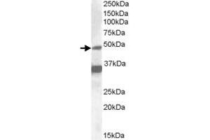 NR1I2 polyclonal antibody  (1 ug/mL) staining of HepG2 lysate (35 ug protein in RIPA buffer).