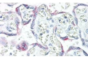Detection of KISS1 in Human Placenta Tissue using Monoclonal Antibody to Kisspeptin 1 (KISS1)