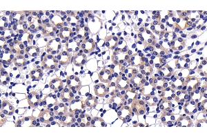 Detection of CASP9 in Mouse Kidney Tissue using Polyclonal Antibody to Caspase 9 (CASP9)