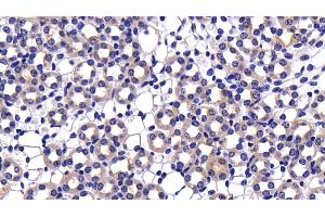 Detection of CASP9 in Mouse Kidney Tissue using Polyclonal Antibody to Caspase 9 (CASP9) (Caspase 9 anticorps  (AA 1-200))