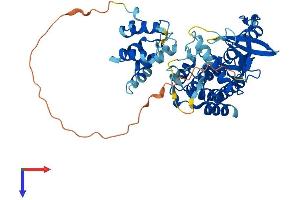 AlphaFold protein structure predicition of Human Recombinant IRAK4 Protein, UniprotID Q9NWZ3