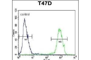 PENK Antibody (Center) (ABIN652070 and ABIN2840535) flow cytometric analysis of T47D cells (right histogram) compared to a negative control cell (left histogram). (Enkephalin anticorps  (AA 145-174))