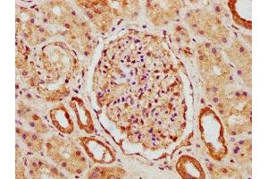 IHC image of ABIN7170299 diluted at 1:500 and staining in paraffin-embedded human kidney tissue performed on a Leica BondTM system.