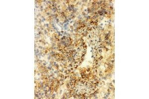 Anti-Annexin VI antibody, IHC(F) IHC(F): Rat Spleen Tissue
