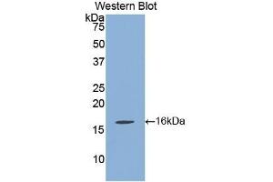 Detection of Recombinant KLb, Mouse using Polyclonal Antibody to Klotho Beta (KLb) (Klotho beta anticorps  (AA 846-965))