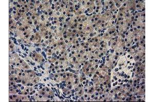 Immunohistochemical staining of paraffin-embedded Human pancreas tissue using anti-GUK1 mouse monoclonal antibody. (GUK1 anticorps)