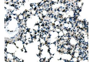 IHC analysis of Tlr8 using anti-Tlr8 antibody (ABIN7603240). (TLR8 anticorps  (N-Term))