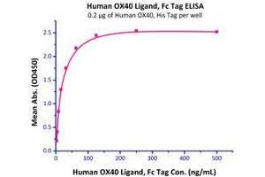 Immobilized Human OX40, His Tag (Cat# OX0-H5224) at 2 μg/mL (100 μl/well) can bind Human OX40 Ligand, Fc Tag (Cat# OXL-H526x ) with a linear range of 2-15 ng/mL. (TNFRSF4 Protein (AA 29-216) (His tag))