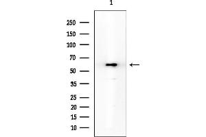 Western blot analysis of lysates from Mouse brain, using Smad3 Mouse Monoclonal Antibody at 1/1000 dilution.