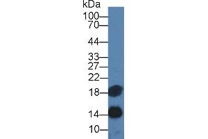 Western Blot; Sample: Human Serum; Primary Ab: 3µg/ml Mouse Anti-Human SAA Antibody Second Ab: 0. (CST3 anticorps  (AA 27-146))
