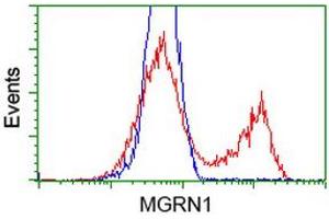 HEK293T cells transfected with either RC208284 overexpress plasmid (Red) or empty vector control plasmid (Blue) were immunostained by anti-MGRN1 antibody (ABIN2454433), and then analyzed by flow cytometry. (Mahogunin RING Finger Protein 1 anticorps)