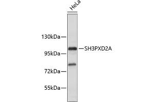 Western blot analysis of extracts of HeLa cells, using SH3PXD2A antibody (ABIN6135104, ABIN6147731 and ABIN7101844). (SH3PXD2A anticorps)