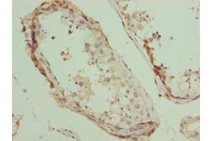 Immunohistochemistry of paraffin-embedded human testis tissue using ABIN7163654 at dilution of 1:100 (GNRPX anticorps  (AA 1-149))