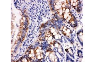 Peroxiredoxin 3 antibody and rat intestine tissue tested by IHC-P (Peroxiredoxin 3 anticorps  (AA 239-256))