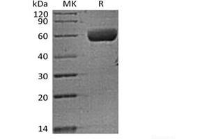 Western Blotting (WB) image for Family with Sequence Similarity 3, Member B (FAM3B) protein (Fc Tag) (ABIN7319765)