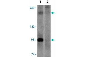Western blot analysis of PAPPA2 in HeLa cell lysate with PAPPA2 polyclonal antibody  at 1 ug/mL in (1) the absence and (2) the presence of blocking peptide. (PAPPA2 anticorps  (N-Term))