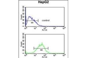 WDR82 Antibody (N-term) (ABIN651007 and ABIN2840036) flow cytometric analysis of HepG2 cells (bottom histogram) compared to a negative control cell (top histogram). (WDR82 anticorps  (N-Term))