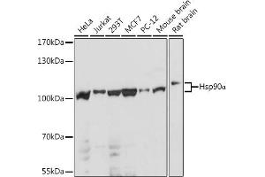 Western blot analysis of extracts of various cell lines, using HSP90 antibody (ABIN6134707, ABIN6142027, ABIN6142029 and ABIN6216078) at 1:1000 dilution. (HSP90AA1 anticorps)