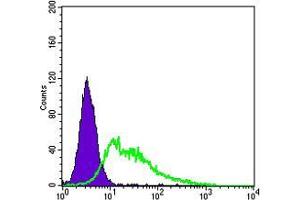 Flow cytometric analysis of HepG2 cells using KDR mouse mAb (green) and negative control (purple).