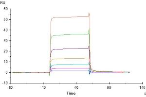 Human NKG2C&CD94, His Tag immobilized on CM5 Chip can bind Human HLA-E*01:03 Complex Tetramer, His Tag with an affinity constant of 1.
