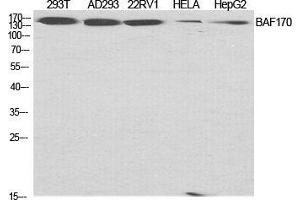 Western Blot (WB) analysis of specific cells using BAF170 Polyclonal Antibody.