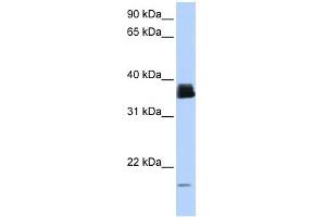 PPIA antibody used at 1 ug/ml to detect target protein. (PPIA anticorps)