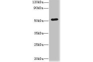 Western blot All lanes: SNX6 antibody at 4 μg/mL + Hela whole cell lysate Secondary Goat polyclonal to rabbit IgG at 1/10000 dilution Predicted band size: 47, 34 kDa Observed band size: 47 kDa (SNX6 anticorps  (AA 1-290))