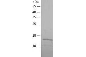 Western Blotting (WB) image for Peptidyl-tRNA Hydrolase Domain Containing 1 (PTRHD1) (AA 1-140) protein (His-IF2DI Tag) (ABIN7124340)