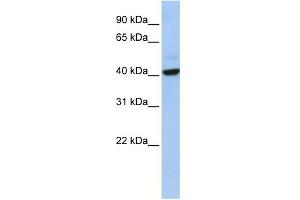 WB Suggested Anti-THAP5 Antibody Titration: 0.